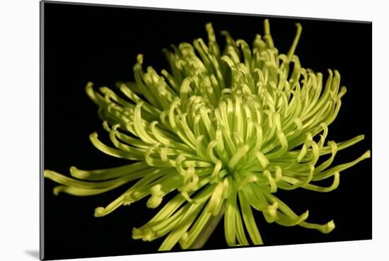 Fuji Mum IV-Renee W. Stramel-Mounted Art Print