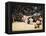 Fukuoka Sumo Competition, Entering the Ring Ceremony, Kyushu Basho, Fukuoka City, Kyushu, Japan-Christian Kober-Framed Premier Image Canvas