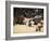 Fukuoka Sumo Competition, Entering the Ring Ceremony, Kyushu Basho, Fukuoka City, Kyushu, Japan-Christian Kober-Framed Photographic Print