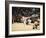 Fukuoka Sumo Competition, Entering the Ring Ceremony, Kyushu Basho, Fukuoka City, Kyushu, Japan-Christian Kober-Framed Photographic Print