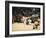 Fukuoka Sumo Competition, Entering the Ring Ceremony, Kyushu Basho, Fukuoka City, Kyushu, Japan-Christian Kober-Framed Photographic Print