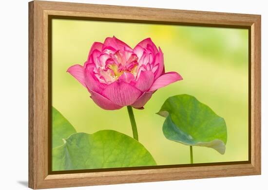 Full Bloom of a Perfect Japanese Lotus Nelumbo Elite Red Flower and Leaf-Anyka-Framed Stretched Canvas