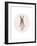 Full Body Ballet Bunny with circle-Leah Straatsma-Framed Art Print