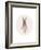 Full Body Ballet Bunny with circle-Leah Straatsma-Framed Art Print