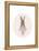 Full Body Ballet Bunny with circle-Leah Straatsma-Framed Stretched Canvas