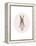 Full Body Ballet Bunny with circle-Leah Straatsma-Framed Stretched Canvas