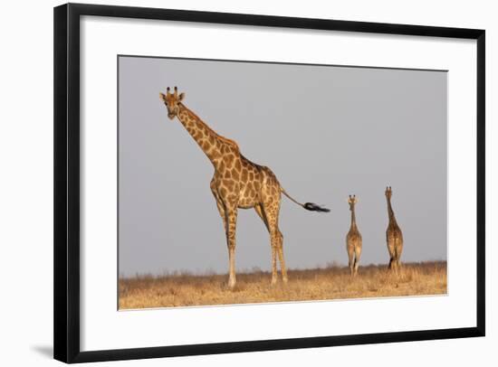 Full Body Portrait Of A Giraffe With Its Tail In The Air And Two Other Giraffe In The Distance-Karine Aigner-Framed Photographic Print