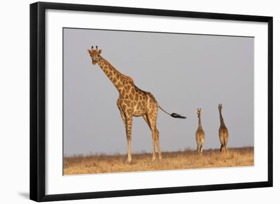 Full Body Portrait Of A Giraffe With Its Tail In The Air And Two Other Giraffe In The Distance-Karine Aigner-Framed Photographic Print