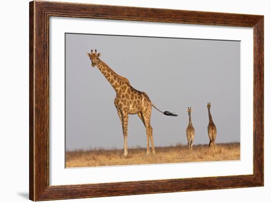 Full Body Portrait Of A Giraffe With Its Tail In The Air And Two Other Giraffe In The Distance-Karine Aigner-Framed Photographic Print