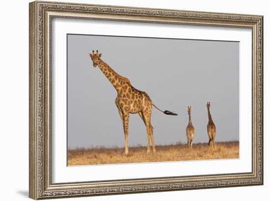 Full Body Portrait Of A Giraffe With Its Tail In The Air And Two Other Giraffe In The Distance-Karine Aigner-Framed Photographic Print