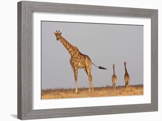 Full Body Portrait Of A Giraffe With Its Tail In The Air And Two Other Giraffe In The Distance-Karine Aigner-Framed Photographic Print