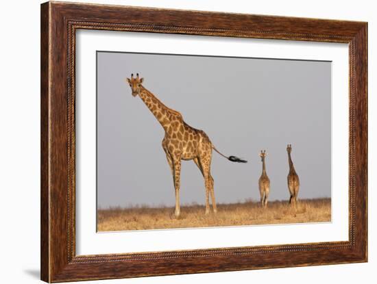 Full Body Portrait Of A Giraffe With Its Tail In The Air And Two Other Giraffe In The Distance-Karine Aigner-Framed Photographic Print
