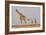 Full Body Portrait Of A Giraffe With Its Tail In The Air And Two Other Giraffe In The Distance-Karine Aigner-Framed Photographic Print