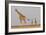 Full Body Portrait Of A Giraffe With Its Tail In The Air And Two Other Giraffe In The Distance-Karine Aigner-Framed Photographic Print