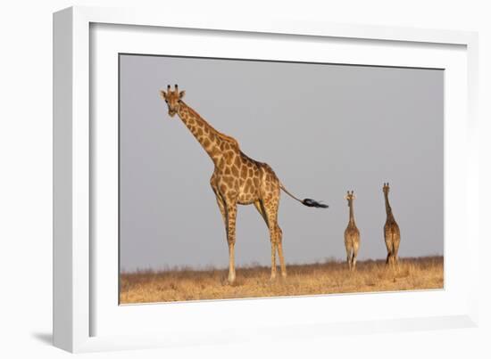 Full Body Portrait Of A Giraffe With Its Tail In The Air And Two Other Giraffe In The Distance-Karine Aigner-Framed Photographic Print