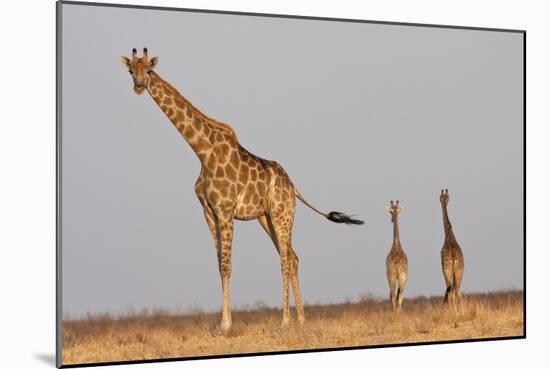 Full Body Portrait Of A Giraffe With Its Tail In The Air And Two Other Giraffe In The Distance-Karine Aigner-Mounted Photographic Print