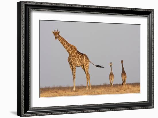 Full Body Portrait Of A Giraffe With Its Tail In The Air And Two Other Giraffe In The Distance-Karine Aigner-Framed Photographic Print