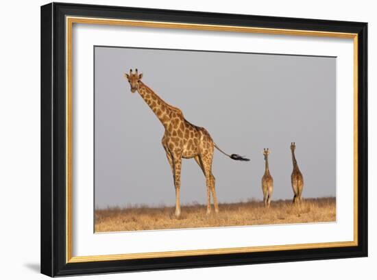 Full Body Portrait Of A Giraffe With Its Tail In The Air And Two Other Giraffe In The Distance-Karine Aigner-Framed Photographic Print