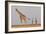 Full Body Portrait Of A Giraffe With Its Tail In The Air And Two Other Giraffe In The Distance-Karine Aigner-Framed Photographic Print