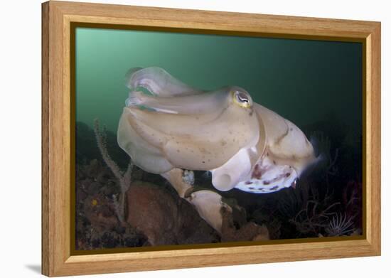 Full Body View of a Broadclub Cuttlefish Amongst a Reef-Stocktrek Images-Framed Premier Image Canvas