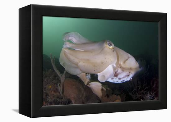 Full Body View of a Broadclub Cuttlefish Amongst a Reef-Stocktrek Images-Framed Premier Image Canvas