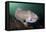 Full Body View of a Broadclub Cuttlefish Amongst a Reef-Stocktrek Images-Framed Premier Image Canvas