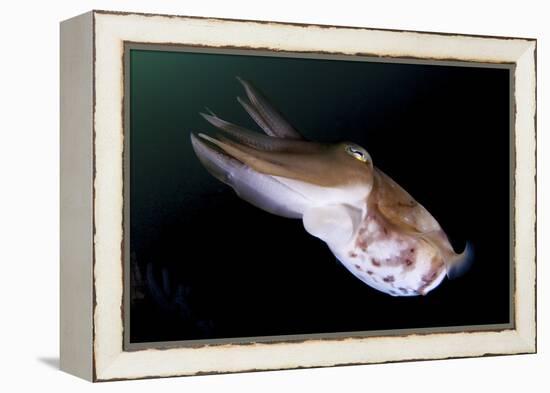 Full Body View of a Broadclub Cuttlefish Amongst a Reef-Stocktrek Images-Framed Premier Image Canvas