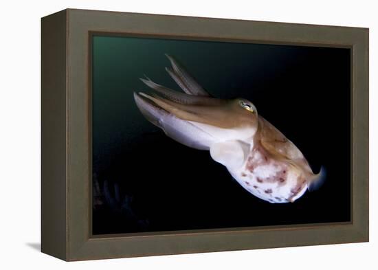 Full Body View of a Broadclub Cuttlefish Amongst a Reef-Stocktrek Images-Framed Premier Image Canvas