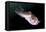 Full Body View of a Broadclub Cuttlefish Amongst a Reef-Stocktrek Images-Framed Premier Image Canvas