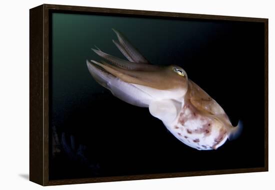 Full Body View of a Broadclub Cuttlefish Amongst a Reef-Stocktrek Images-Framed Premier Image Canvas