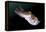 Full Body View of a Broadclub Cuttlefish Amongst a Reef-Stocktrek Images-Framed Premier Image Canvas