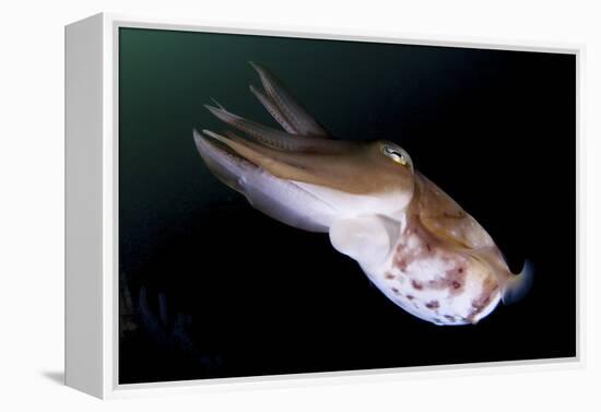 Full Body View of a Broadclub Cuttlefish Amongst a Reef-Stocktrek Images-Framed Premier Image Canvas