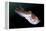 Full Body View of a Broadclub Cuttlefish Amongst a Reef-Stocktrek Images-Framed Premier Image Canvas