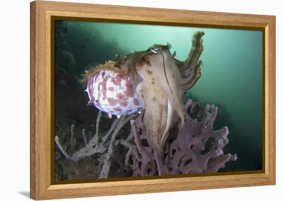 Full Body View of a Broadclub Cuttlefish Amongst a Reef-Stocktrek Images-Framed Premier Image Canvas