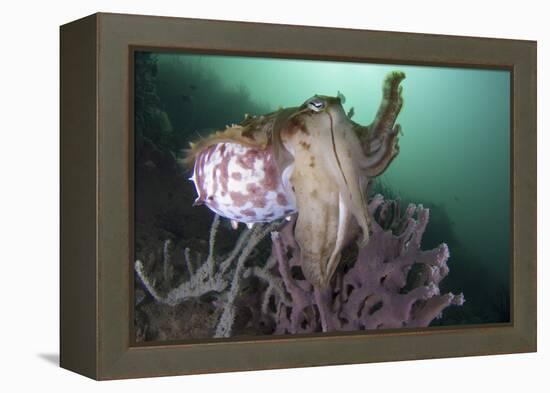 Full Body View of a Broadclub Cuttlefish Amongst a Reef-Stocktrek Images-Framed Premier Image Canvas