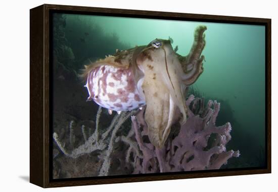 Full Body View of a Broadclub Cuttlefish Amongst a Reef-Stocktrek Images-Framed Premier Image Canvas