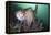 Full Body View of a Broadclub Cuttlefish Amongst a Reef-Stocktrek Images-Framed Premier Image Canvas