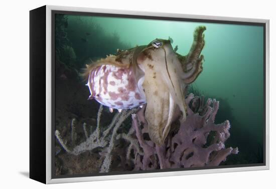 Full Body View of a Broadclub Cuttlefish Amongst a Reef-Stocktrek Images-Framed Premier Image Canvas