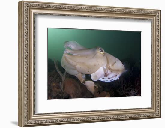 Full Body View of a Broadclub Cuttlefish Amongst a Reef-Stocktrek Images-Framed Photographic Print