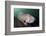 Full Body View of a Broadclub Cuttlefish Amongst a Reef-Stocktrek Images-Framed Photographic Print