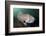 Full Body View of a Broadclub Cuttlefish Amongst a Reef-Stocktrek Images-Framed Photographic Print