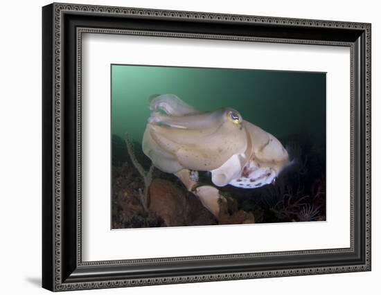 Full Body View of a Broadclub Cuttlefish Amongst a Reef-Stocktrek Images-Framed Photographic Print