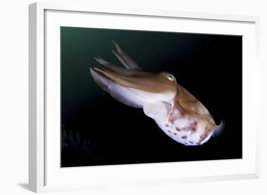 Full Body View of a Broadclub Cuttlefish Amongst a Reef-Stocktrek Images-Framed Photographic Print