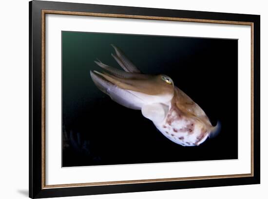 Full Body View of a Broadclub Cuttlefish Amongst a Reef-Stocktrek Images-Framed Photographic Print