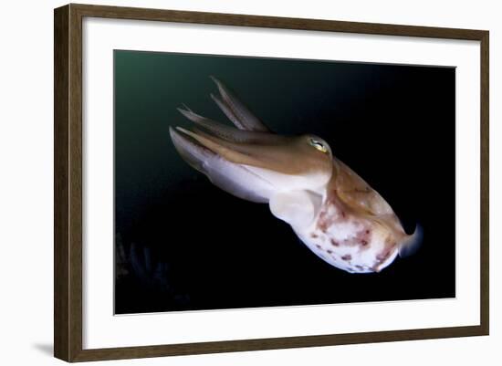 Full Body View of a Broadclub Cuttlefish Amongst a Reef-Stocktrek Images-Framed Photographic Print