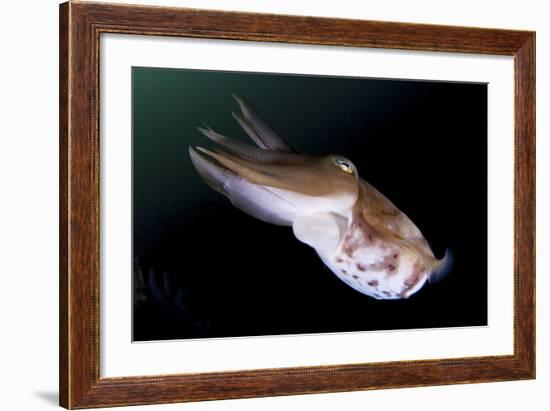 Full Body View of a Broadclub Cuttlefish Amongst a Reef-Stocktrek Images-Framed Photographic Print