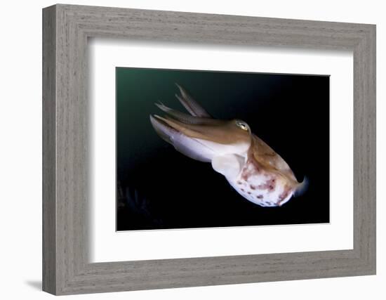 Full Body View of a Broadclub Cuttlefish Amongst a Reef-Stocktrek Images-Framed Photographic Print