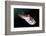 Full Body View of a Broadclub Cuttlefish Amongst a Reef-Stocktrek Images-Framed Photographic Print