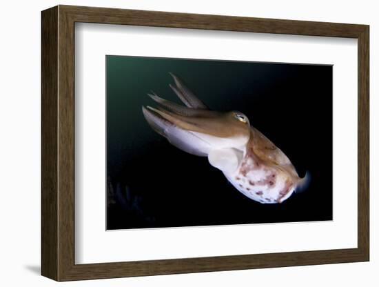 Full Body View of a Broadclub Cuttlefish Amongst a Reef-Stocktrek Images-Framed Photographic Print