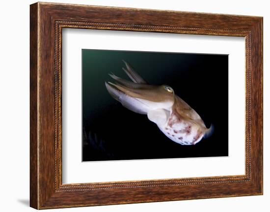 Full Body View of a Broadclub Cuttlefish Amongst a Reef-Stocktrek Images-Framed Photographic Print